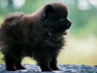 Pomerania perros pomerania - Anuncio 1