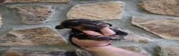Teckel Miniatura perros en venta: Teckel mini de pelo duro  - Anuncio 4