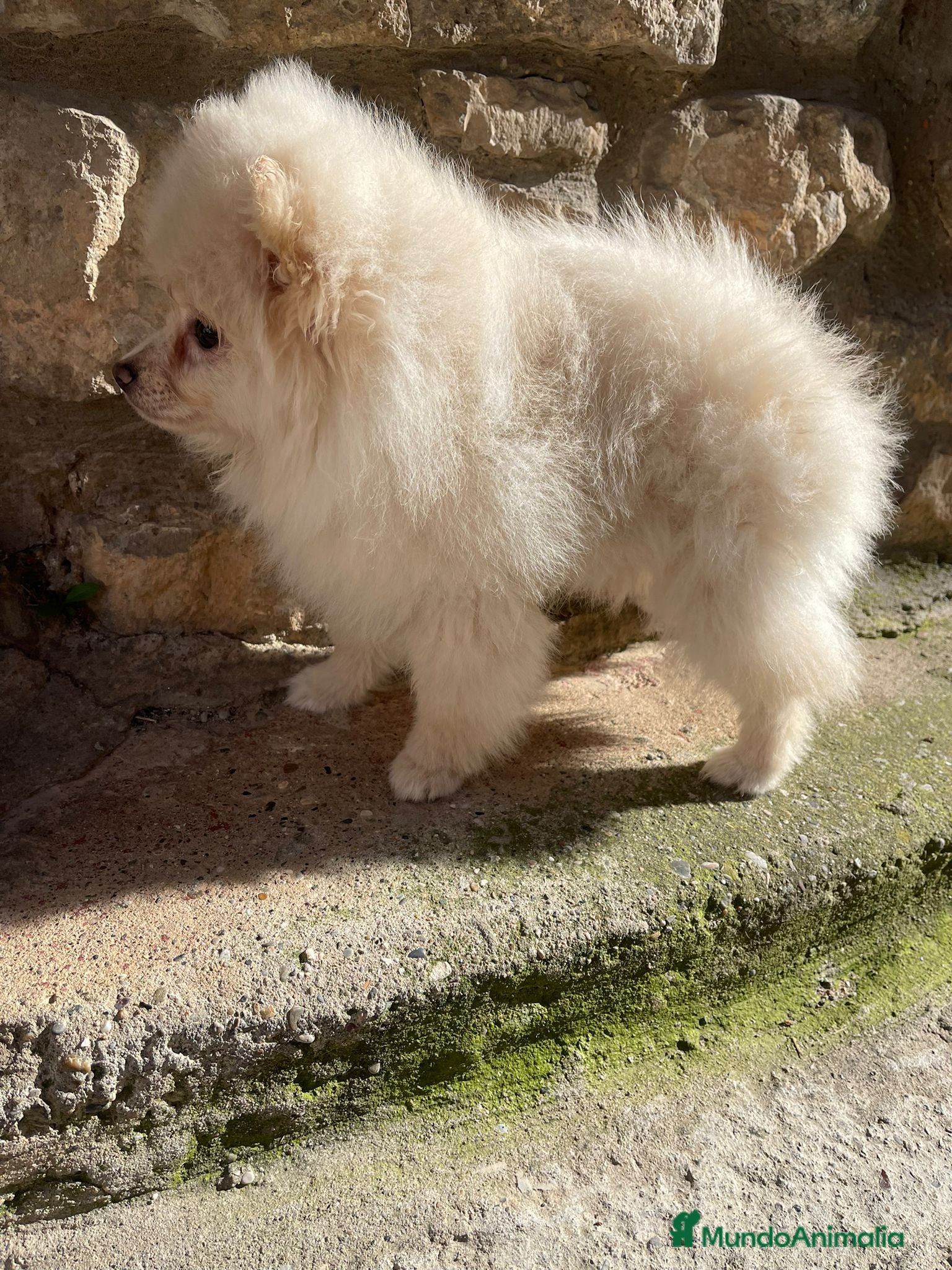 Pomerania perros Pomerania hembra  - Anuncio 2