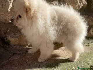 Pomerania perros Pomerania hembra - Anuncio 2