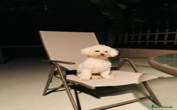 Caniche Toy perros en venta: Caniche blanco nueva camada  - Imagen 3