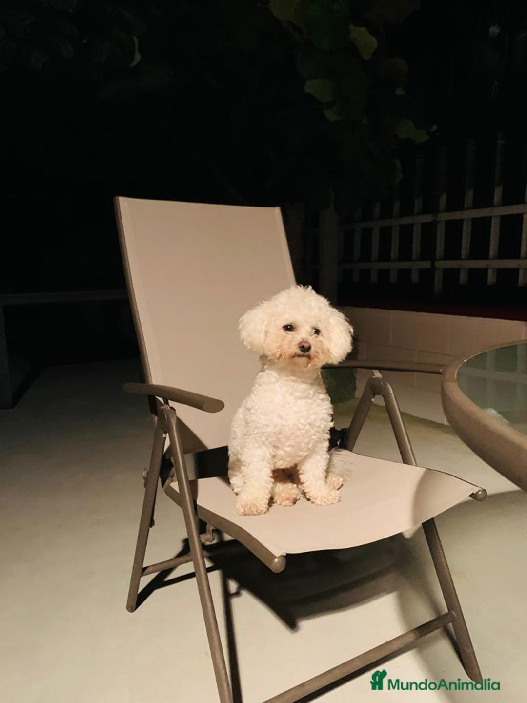 Caniche Toy perros en venta: Caniche blanco nueva camada  - Imagen 3