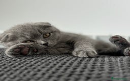 Scottish Fold gatos en venta: HEMBRA SCOTTISH FOLD BLUE - Imagen 2