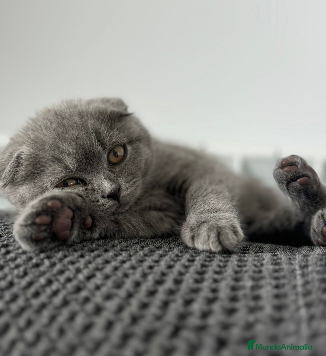 Scottish Fold gatos en venta: HEMBRA SCOTTISH FOLD BLUE - Imagen 2