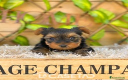 Yorkshire Terrier perros en venta: Camada de Ily - Imagen 2