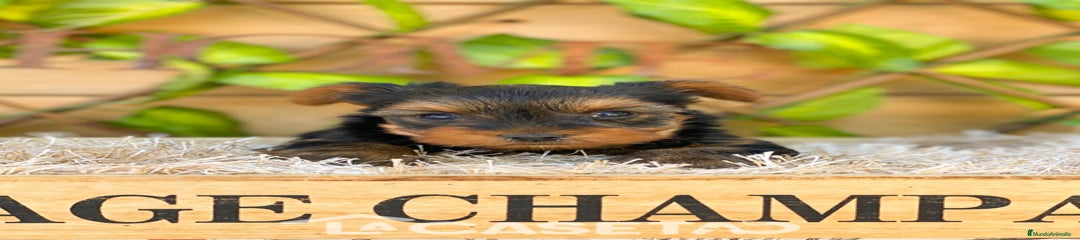 Yorkshire Terrier Cachorro 3567