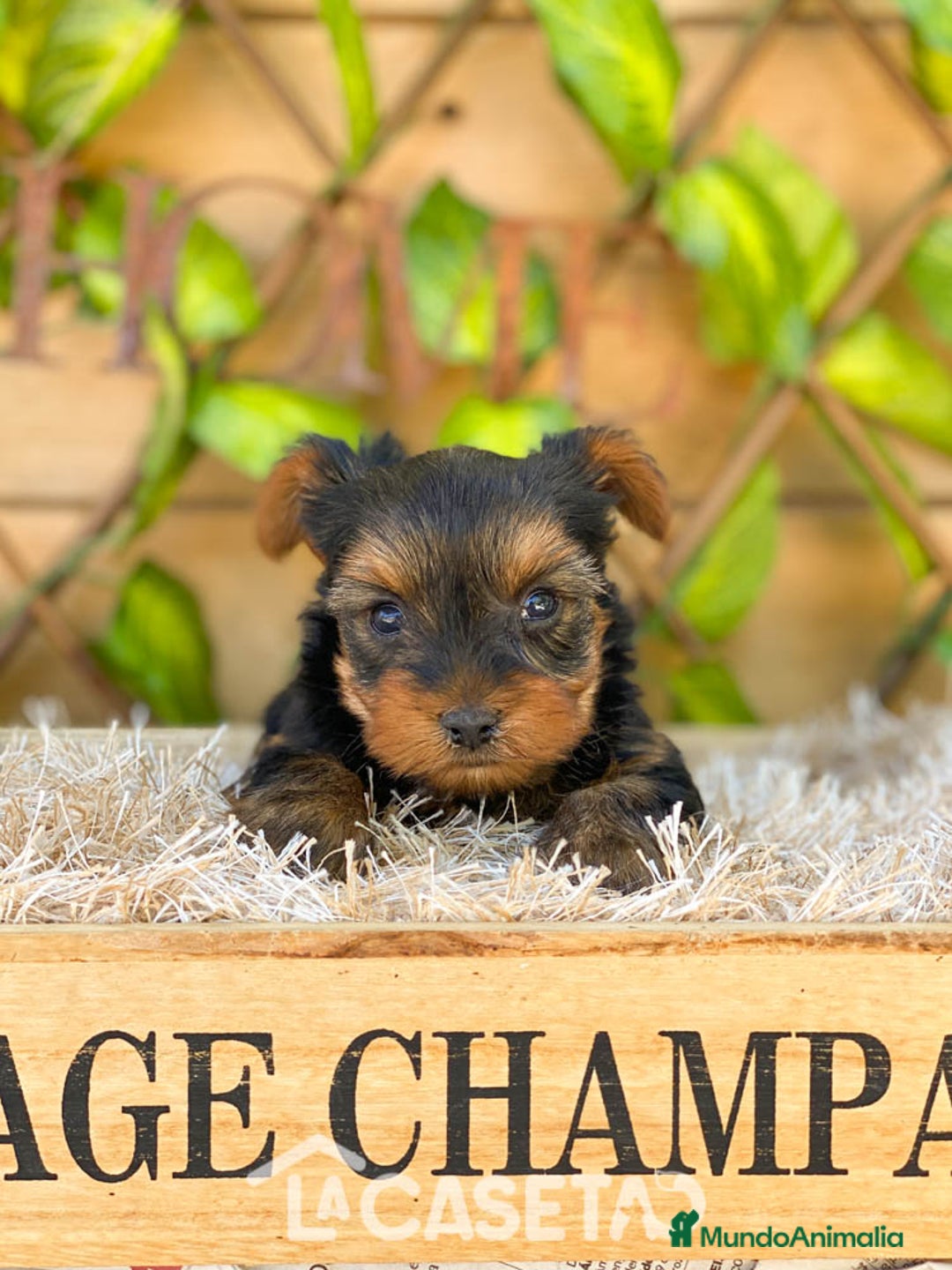 Yorkshire Terrier perros en venta: Camada de Ily - Imagen 2