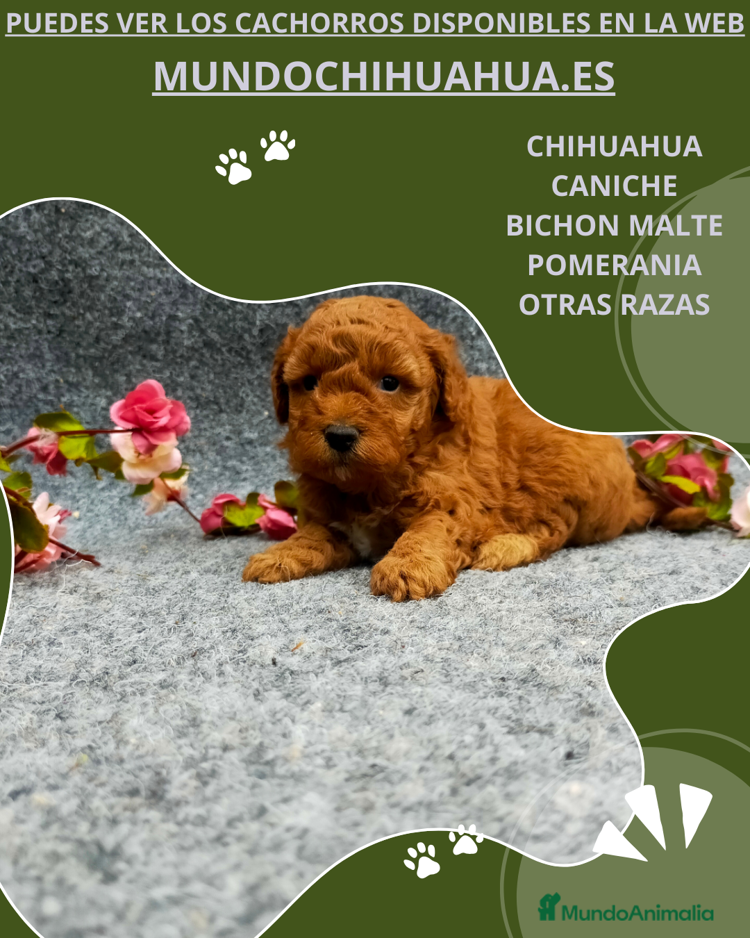 Caniche Toy Cachorro 6
