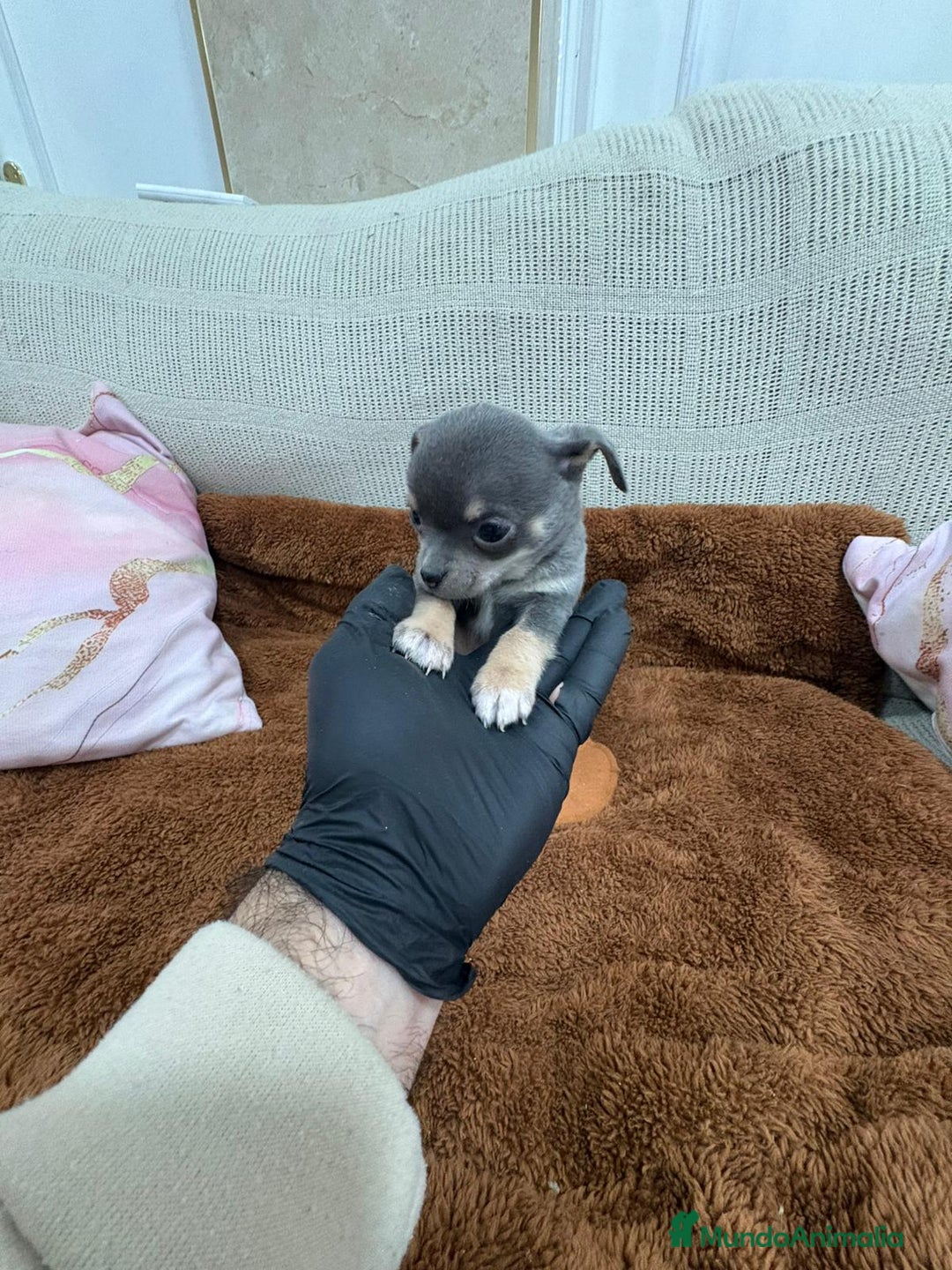 Chihuahua perros en venta: Impresionante Chihuahua blue - Anuncio 7