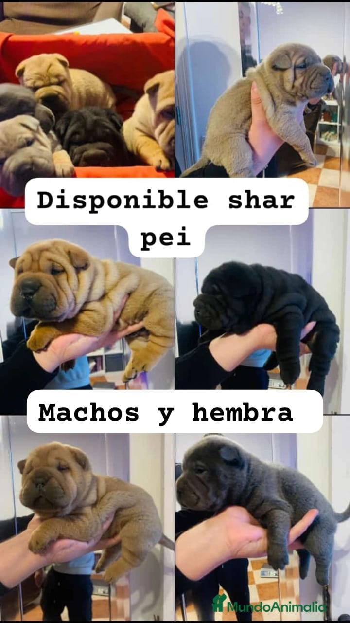 Shar Pei perros Sharpei linea americana  - Anuncio 3