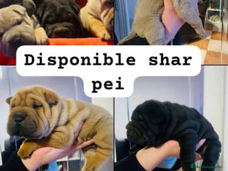 Shar Pei perros Sharpei linea americana - Anuncio 2