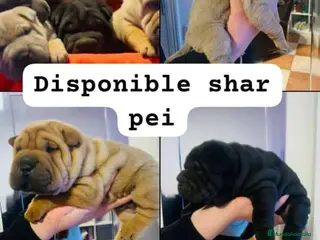 Shar Pei perros Sharpei linea americana - Anuncio 2