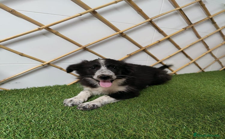 Border Collie perros - Anuncio 5
