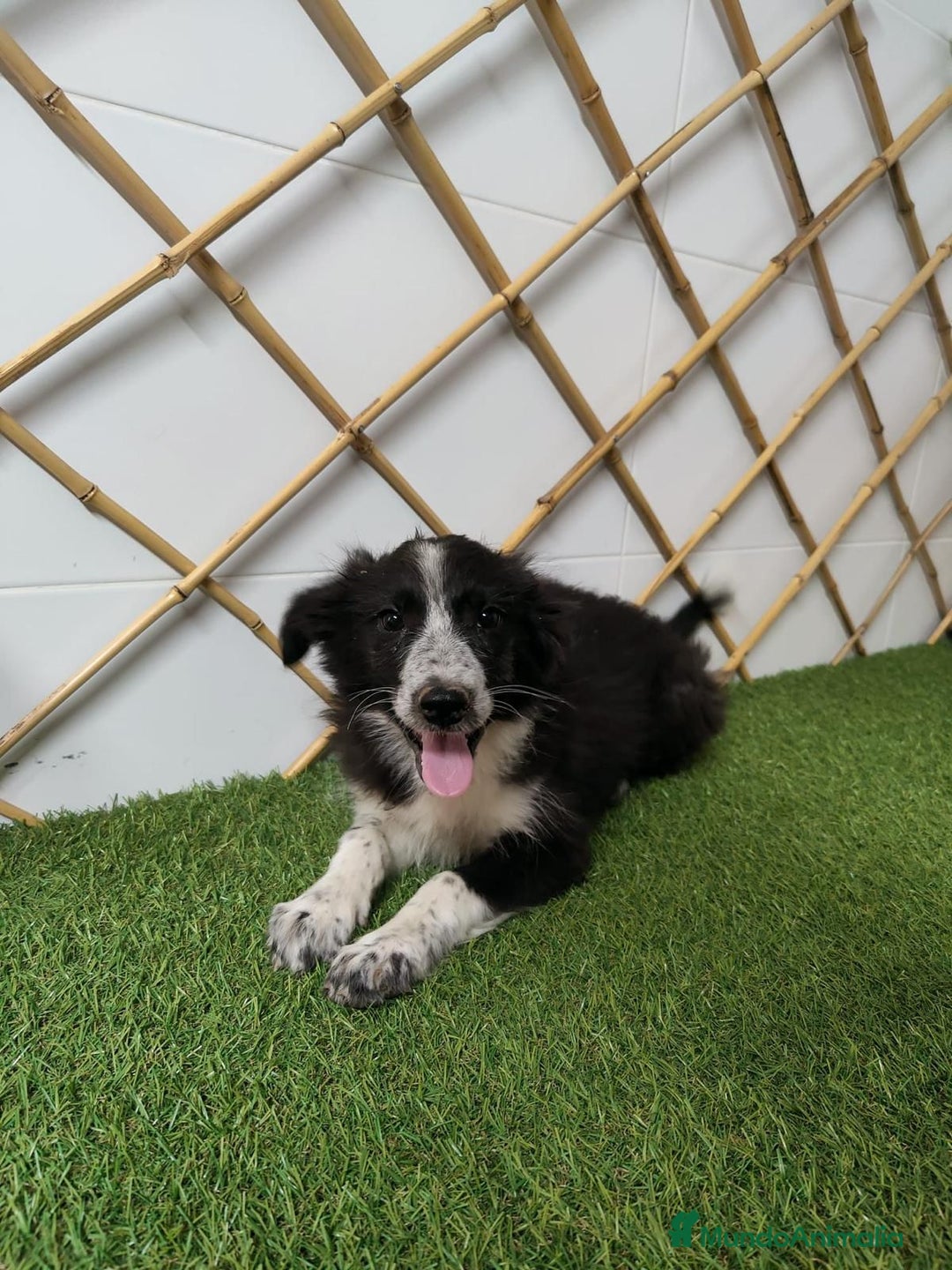 Border Collie perros en venta: BORDER COLLIE - Imagen 1