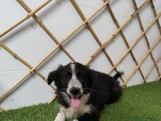 Border Collie perros - Anuncio 42