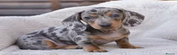Teckel Miniatura perros en venta: TECKEL MINIATURA - IMPERIAL CANIS - Anuncio 1