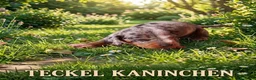 Teckel Miniatura perros en venta: Teckel miniatura arlequines  - Anuncio 5