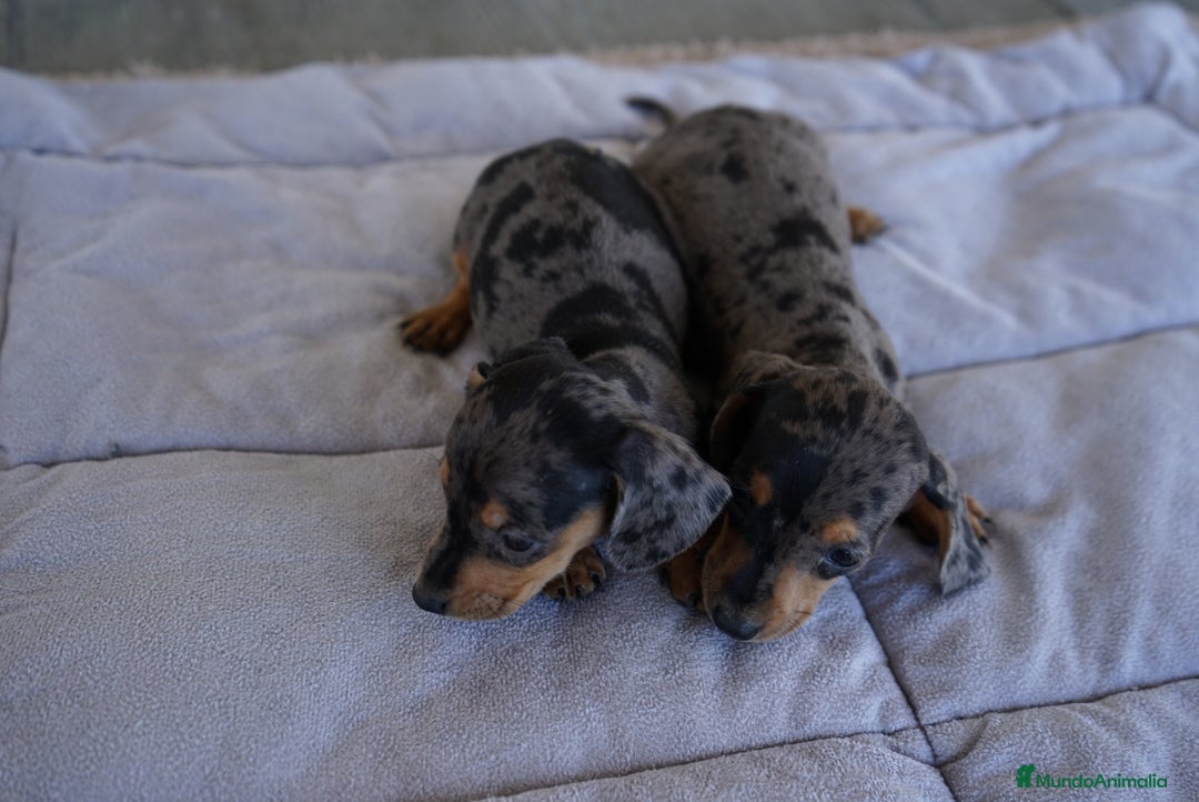 Teckel Miniatura perros en venta: 🐾 Rafaela y Molly – Teckel miniatura merlé🌌 - Imagen 3