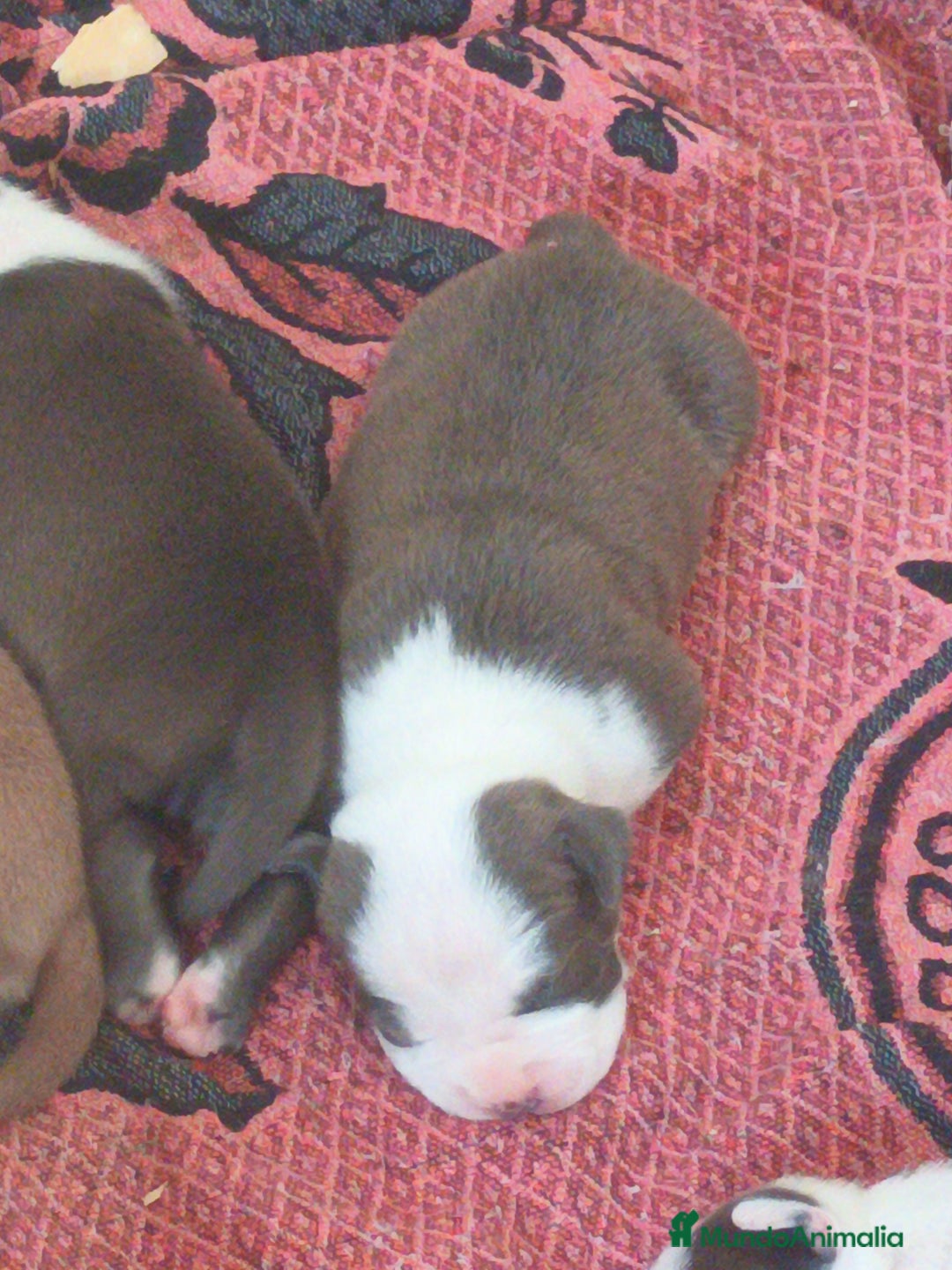 American Staffordshire-Terrier perros en venta: ✨American Staffordshire terrier con PEDIGREE!✨ - Imagen 17