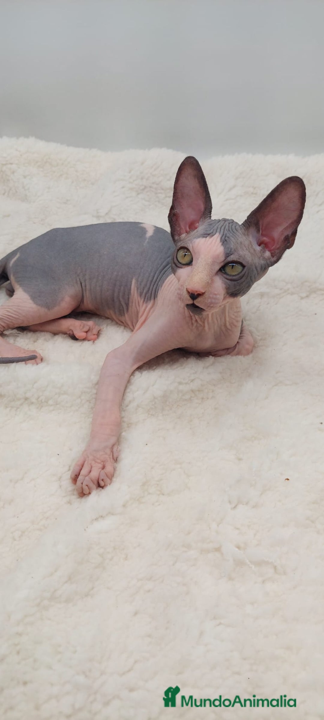 Sphynx gatos en venta: Machito bicolor  - Anuncio 1