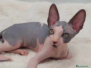 Sphynx gatos Machito bicolor - Anuncio 8