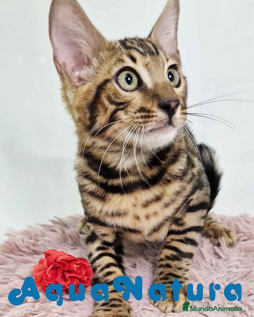 Bengalí gatos Bengali Macho 5875 - AQUANATURA en Barcelona - Anuncio 28