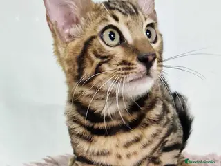 Bengalí gatos Bengali Macho 5875 - AQUANATURA en Barcelona - Anuncio 23