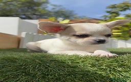 Chihuahua perros en venta: CHIHUAHUA MACHO - Imagen 6