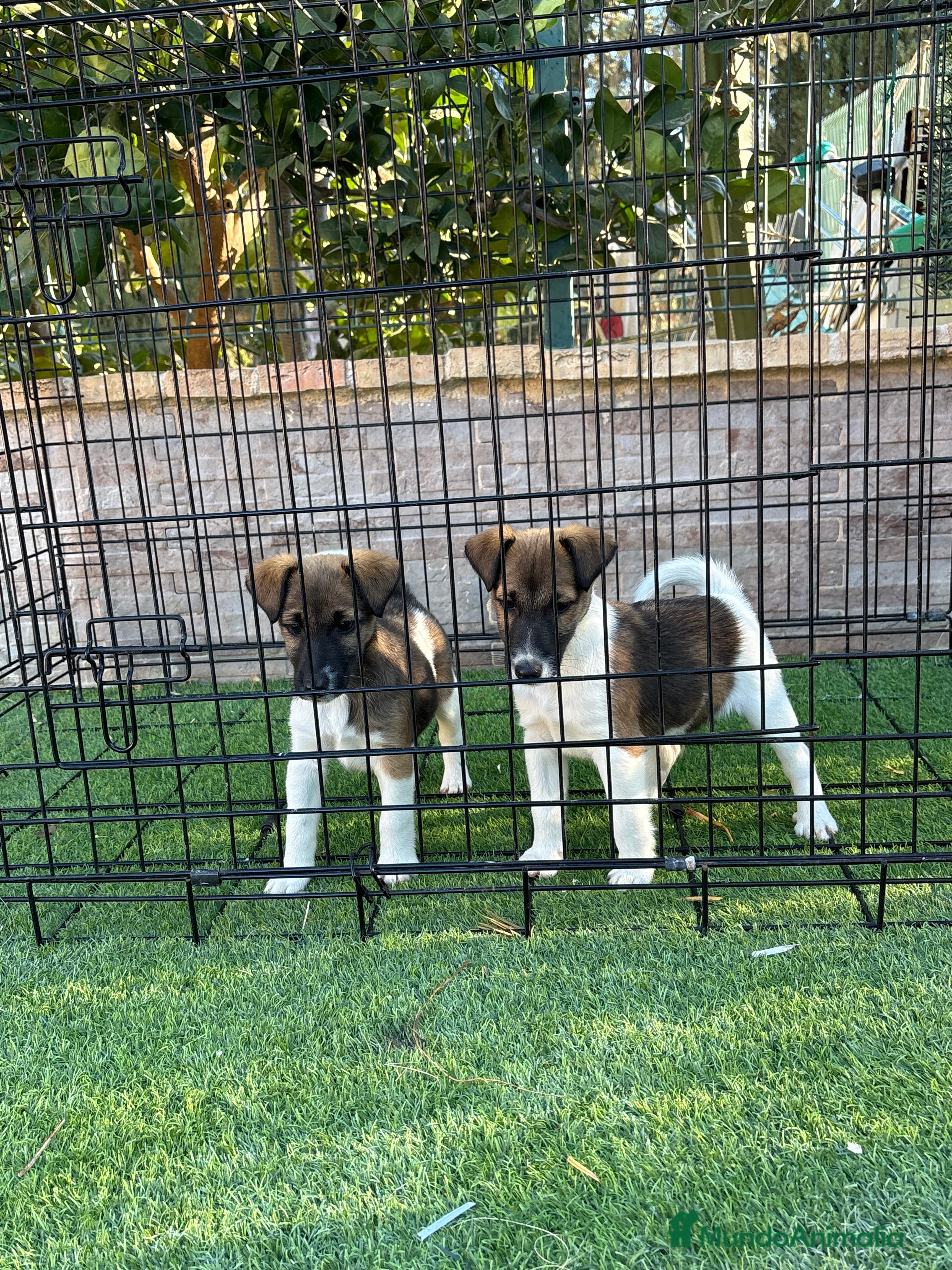 Fox Terrier de Pelo Liso perros Disponible cachorros fox terrier pelo liso - Anuncio 1