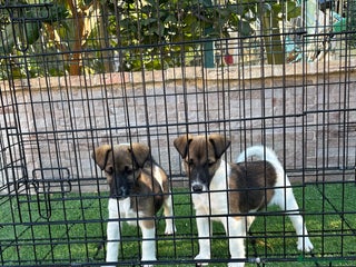 Fox Terrier de Pelo Liso perros Disponible cachorros fox terrier pelo liso - Anuncio 1