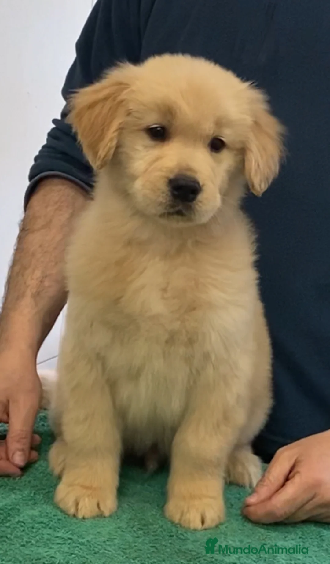 Golden Retriever perros en venta: Golden americano  - Anuncio 6