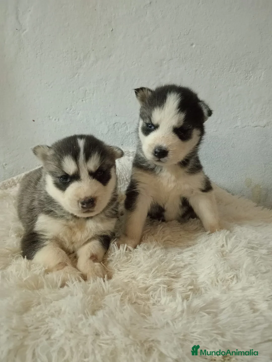 Husky Siberiano perros en venta: Husky siberiano  - Anuncio 17