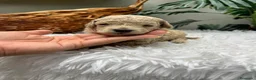 Caniche Enano perros en venta: CANICHE ENANO - Anuncio 17