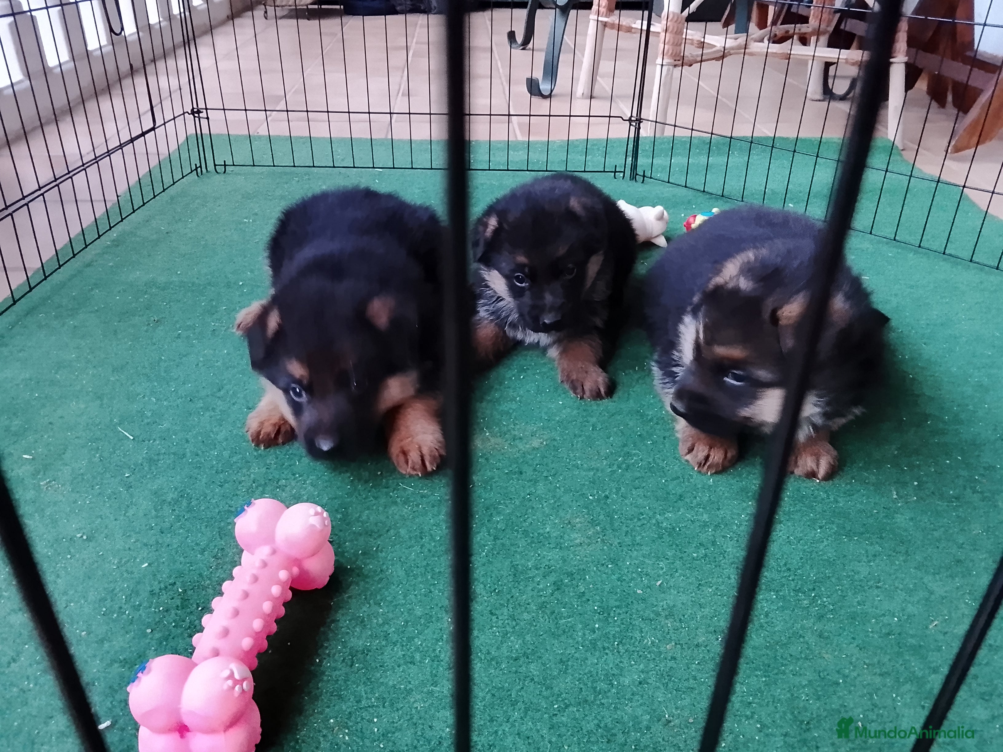 Pastor Alemán perros Cachorros de pastor alemán  - Anuncio 6