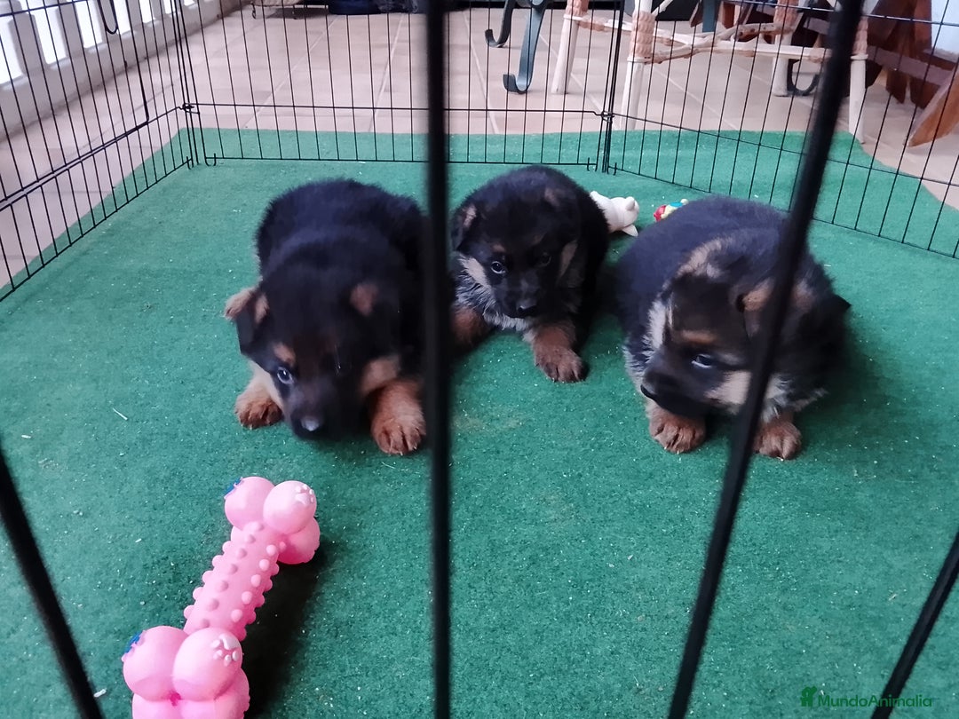 Pastor Alemán perros en venta: Cachorros de pastor alemán  - Anuncio 1