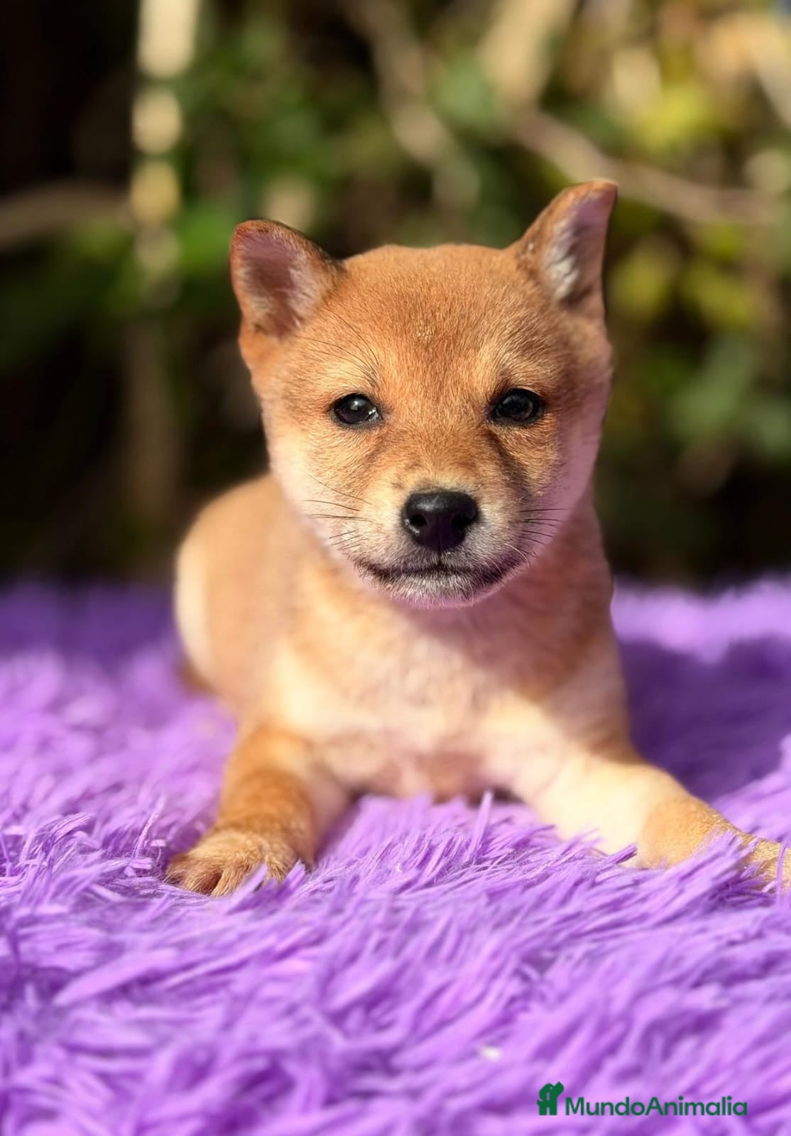 Shiba Inu perros SHIBA INU ROJOS DISPONIBLES - Anuncio 32