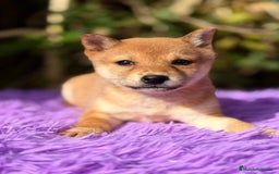 Shiba Inu perros en venta: SHIBA INU ROJOS DISPONIBLES - Anuncio 1