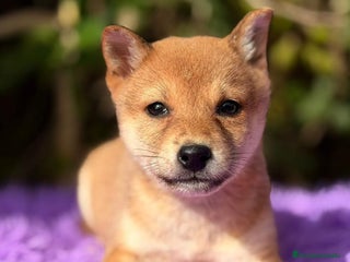 Shiba Inu perros SHIBA INU ROJOS DISPONIBLES - Anuncio 3