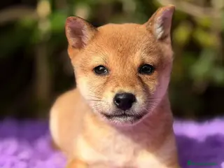 Shiba Inu perros SHIBA INU ROJOS DISPONIBLES - Anuncio 32