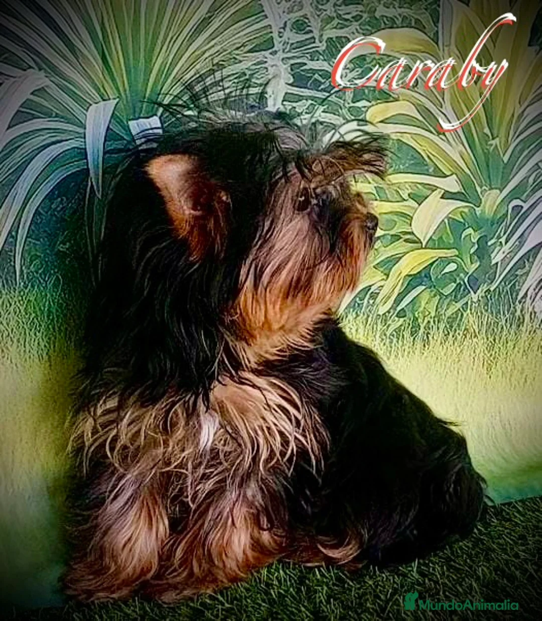 Yorkshire Terrier perros en venta: Yorkshire en Caraby Benidorm  - Anuncio 2