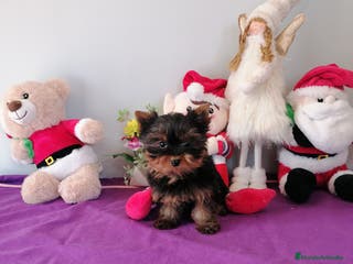 Yorkshire Terrier perros Yorkshire terrier - Anuncio 7