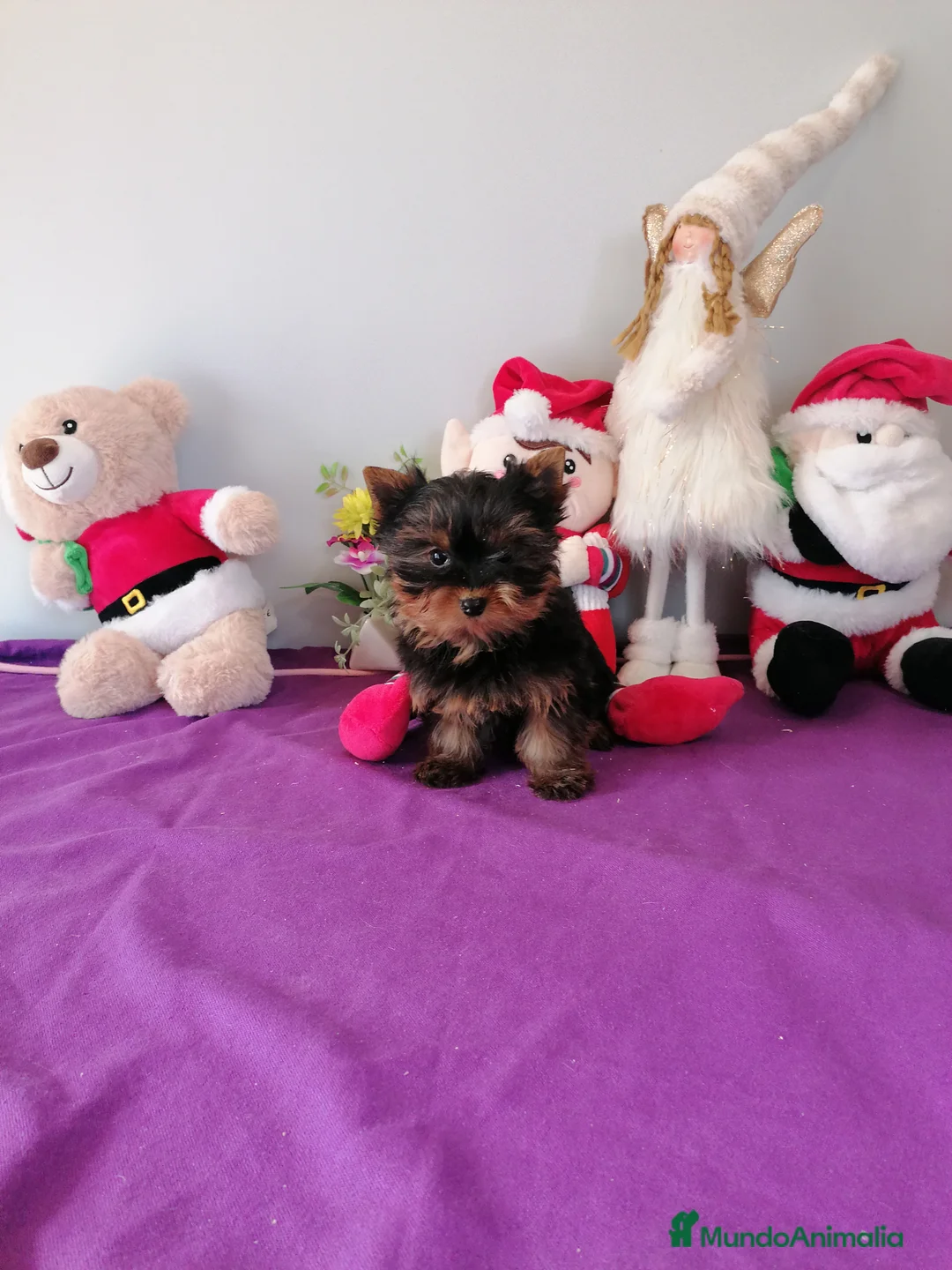 Yorkshire Terrier perros en venta: Yorkshire terrier  - Anuncio 1