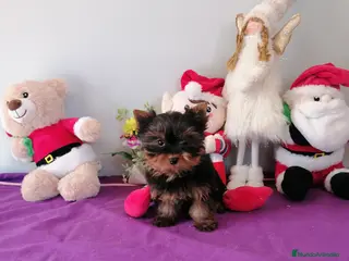 Yorkshire Terrier perros Yorkshire terrier - Anuncio 17