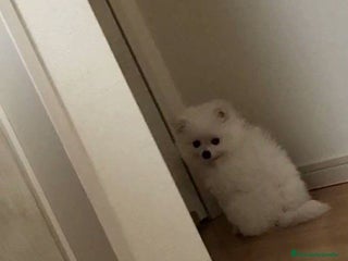 Pomerania perros en Madrid - Anuncio 33