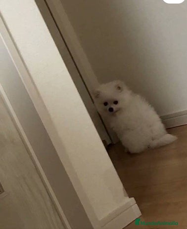 Pomerania perros PRECIO REAL!! POMERANEAS GRAN CALIDAD en Madrid - Anuncio 8