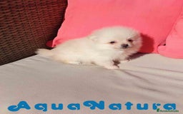 Pomerania perros en venta:  Pomerania Macho de Grana y Pompom AQUANATURA - Imagen 7