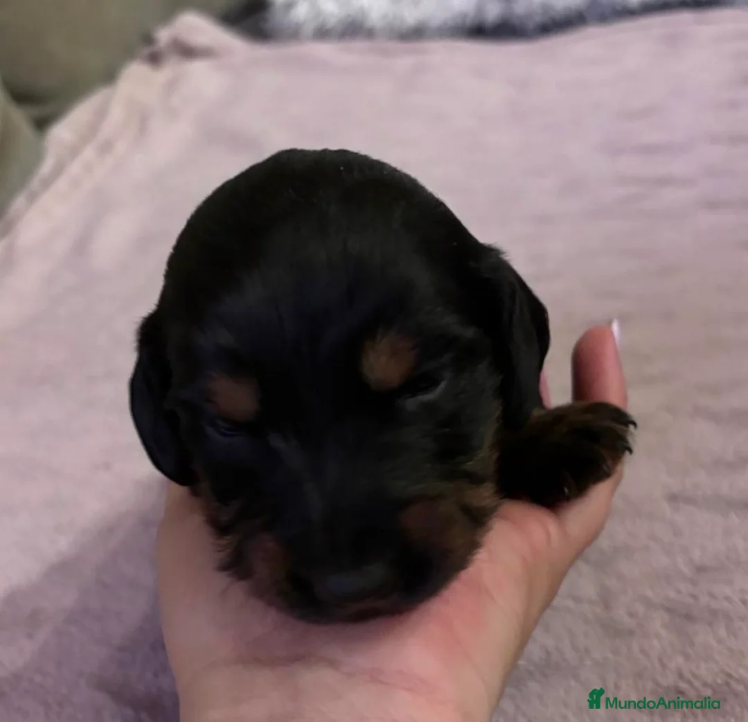 Teckel Miniatura perros en venta: Teckel pelo largo  - Anuncio 3