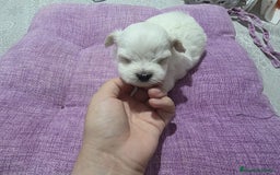 Bichón Maltés perros en venta: Camada de Bichon maltés disponible.  - Imagen 2