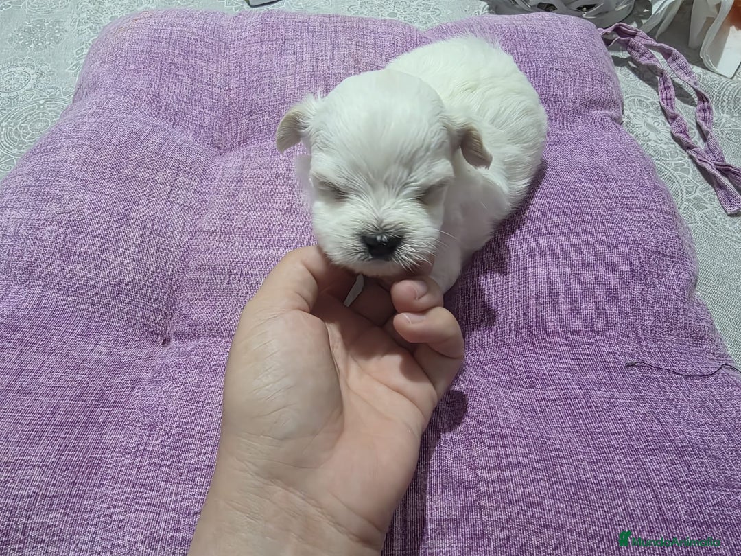 Bichón Maltés perros en venta: Camada de Bichon maltés disponible.  - Imagen 2