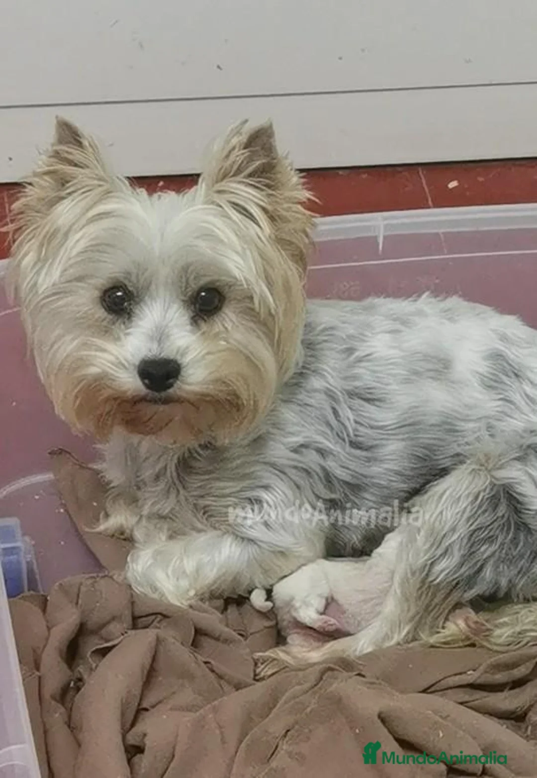 Imagen de galería {{count}}